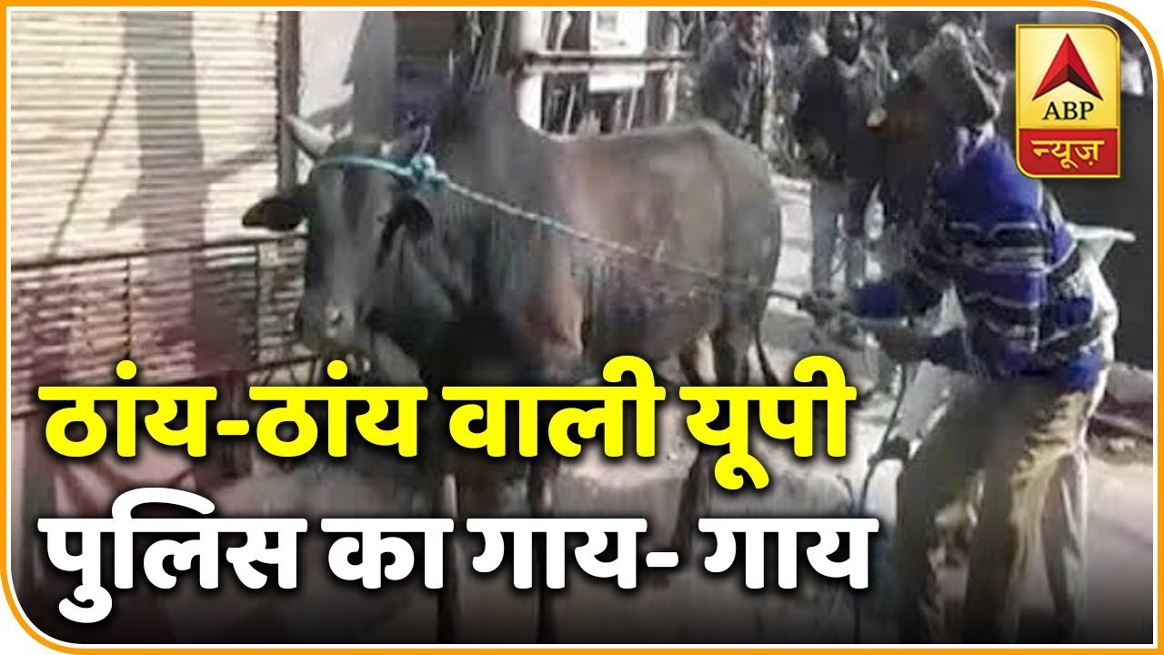 Video Of UP Police Running After Cattles Goes Viral | ABP News