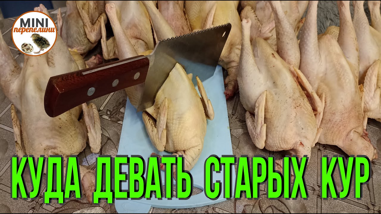 Куда девать старых кур несушек. Переработка.