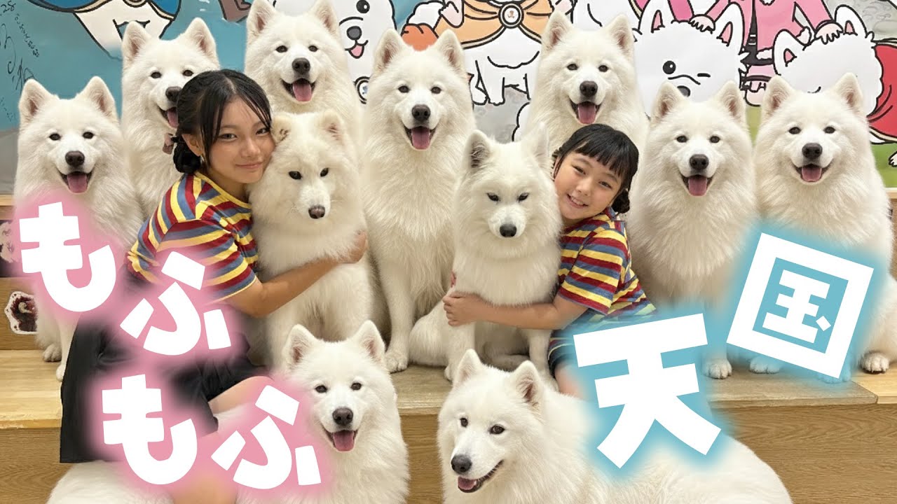 【もふもふフワフワ】初めてのサモエドカフェに行ってみたら…天国すぎた♡