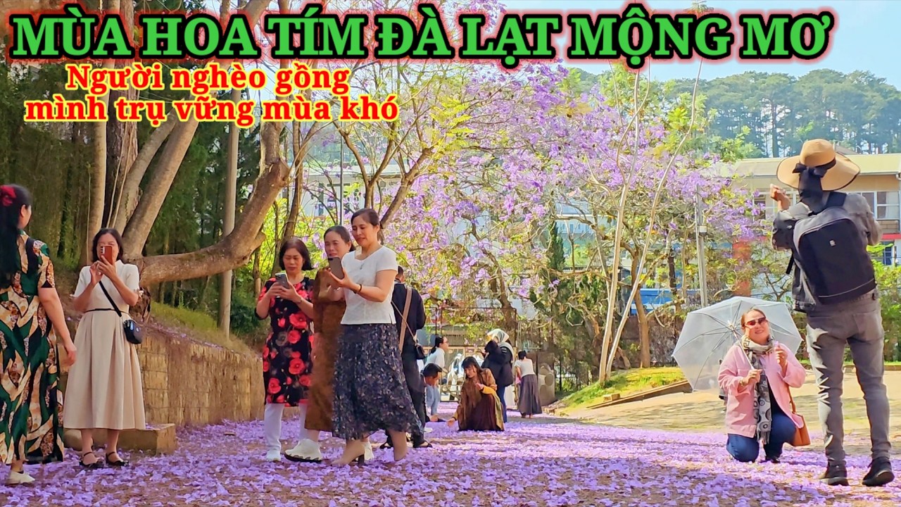 PHƯỢNG TÍM MÙA HOA LÃNG MẠN ĐÀ LẠT. NGƯỜI NGHÈO RÁNG TRỤ VỮNG MÙA KHÓ KHĂN