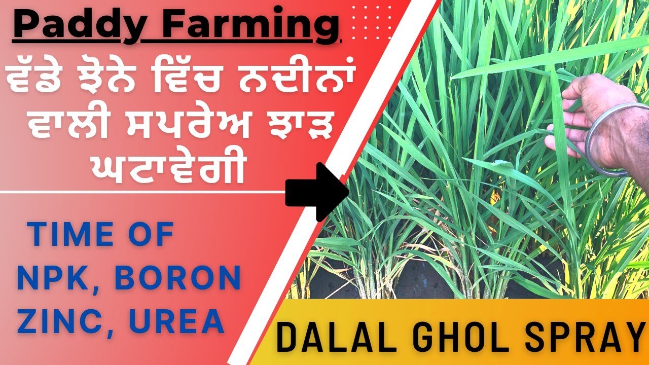 ਝੋਨੇ ਉੱਤੇ ਐੱਨਪੀਕੇ ਸਪਰੇਹਾਂ ਦੀ ਲੋੜ ਤੇ ਸਪਰੇਅ ਦਾ ਸਮਾਂ  paddy yield formula