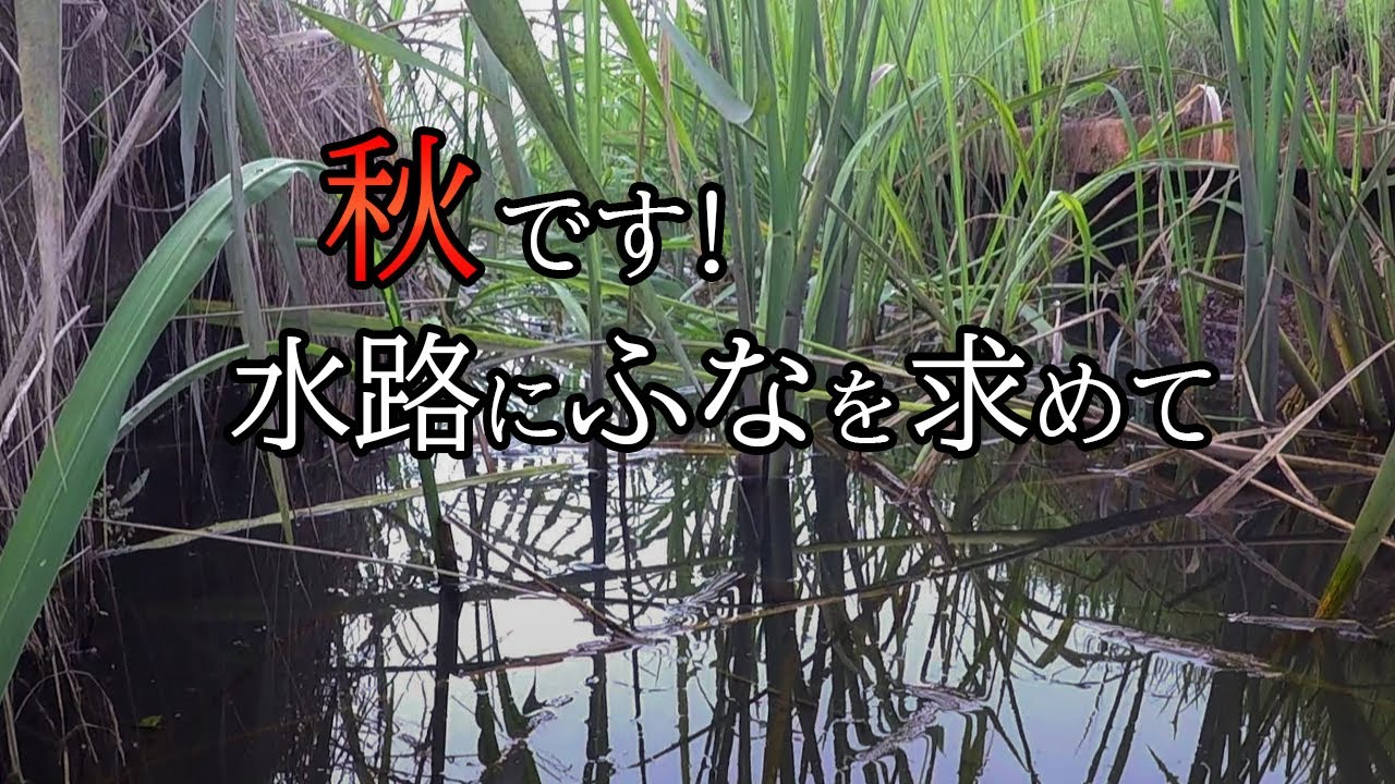 のんびり鮒釣り 秋の用水路は小物釣りがおもしろい 【霞ヶ浦】 かんたん仕掛けで釣りに行こう！