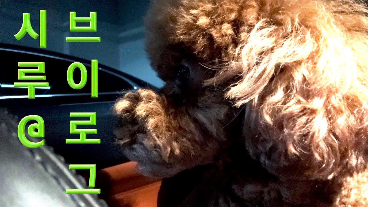 25년12월 브이로그
