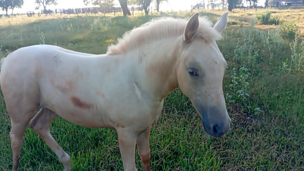 Hoje resolvi colher pimenta .A poltrinha está linda 🐎🐎