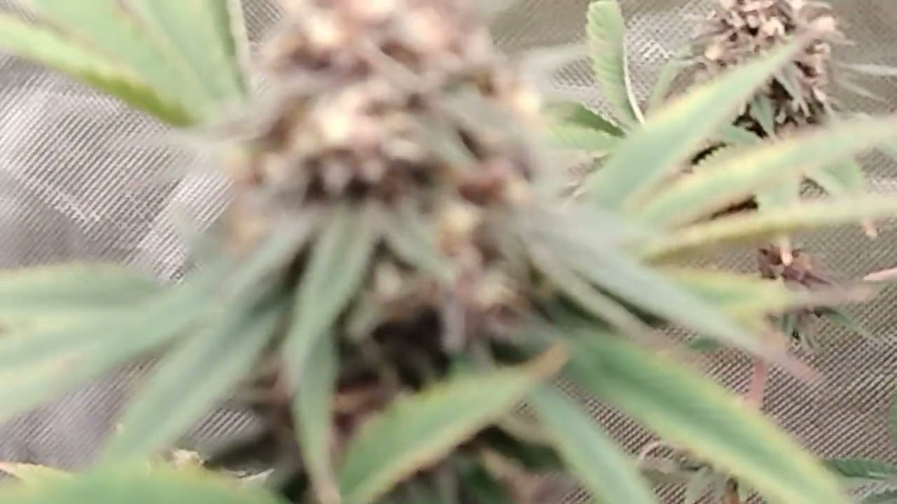 venom og almost finished