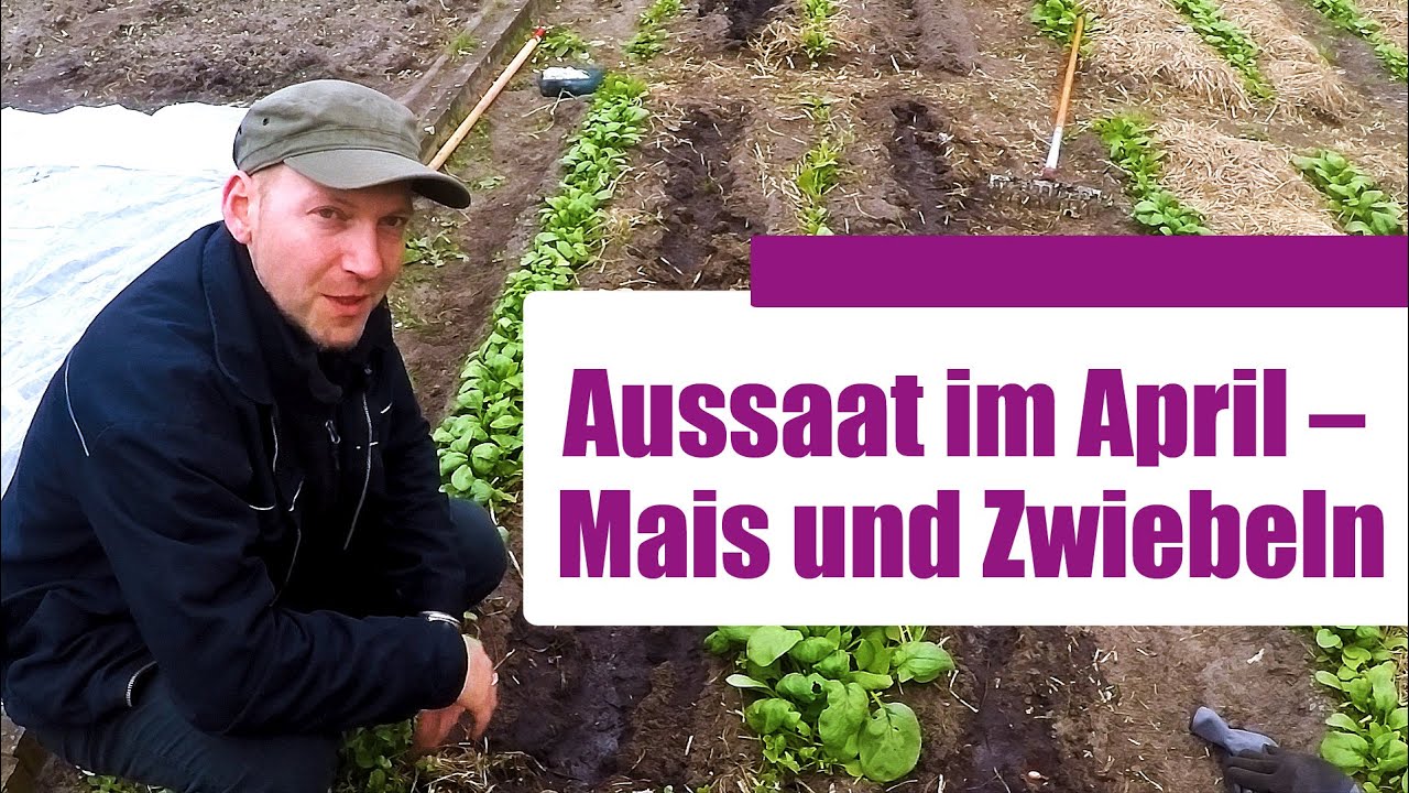 🧅 Tipps und Tricks für die Aussaat im April – Mais und Steckzwiebeln  | 🌳 Survival Beet