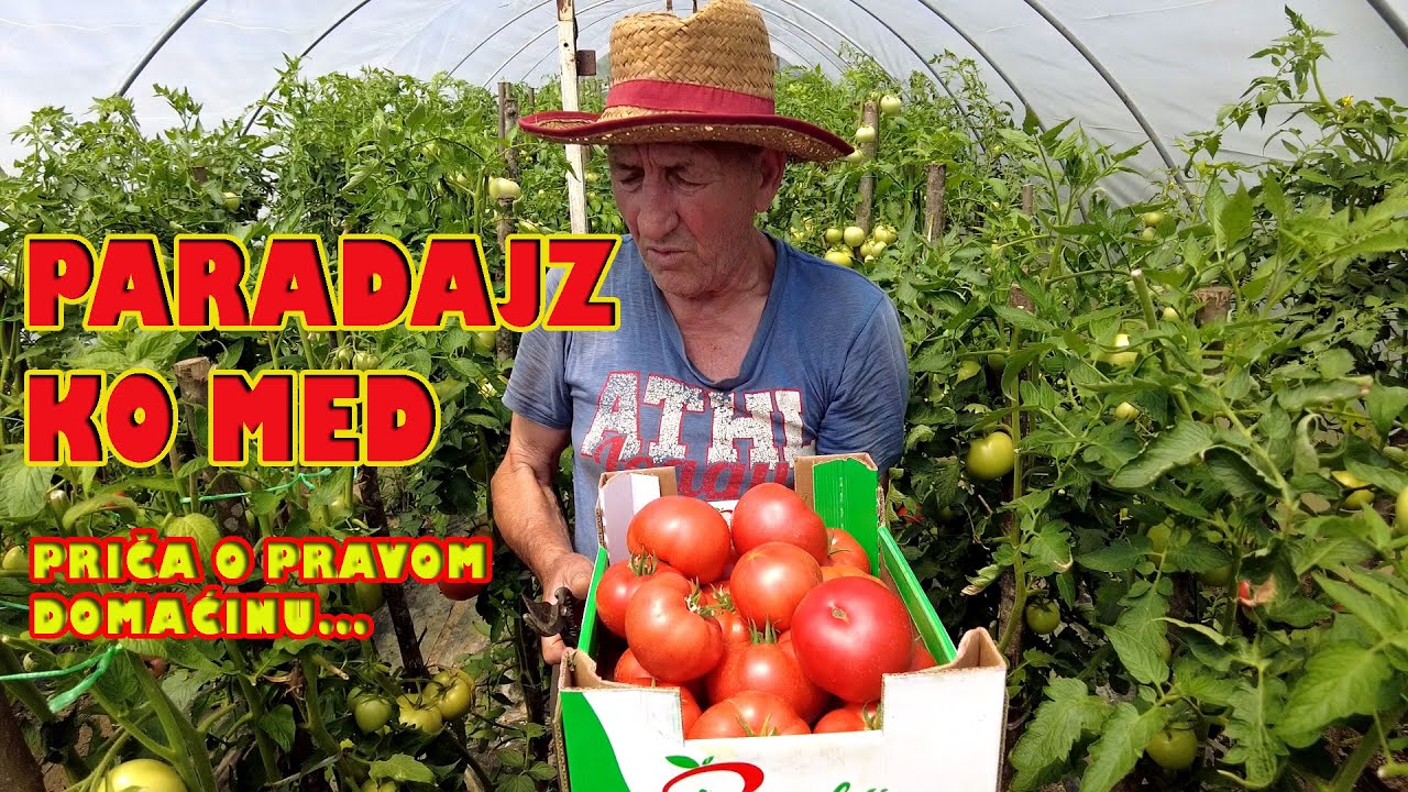 Paradajz ko med - kako je doneo radost i srecu Zlatanovićima iz Niša