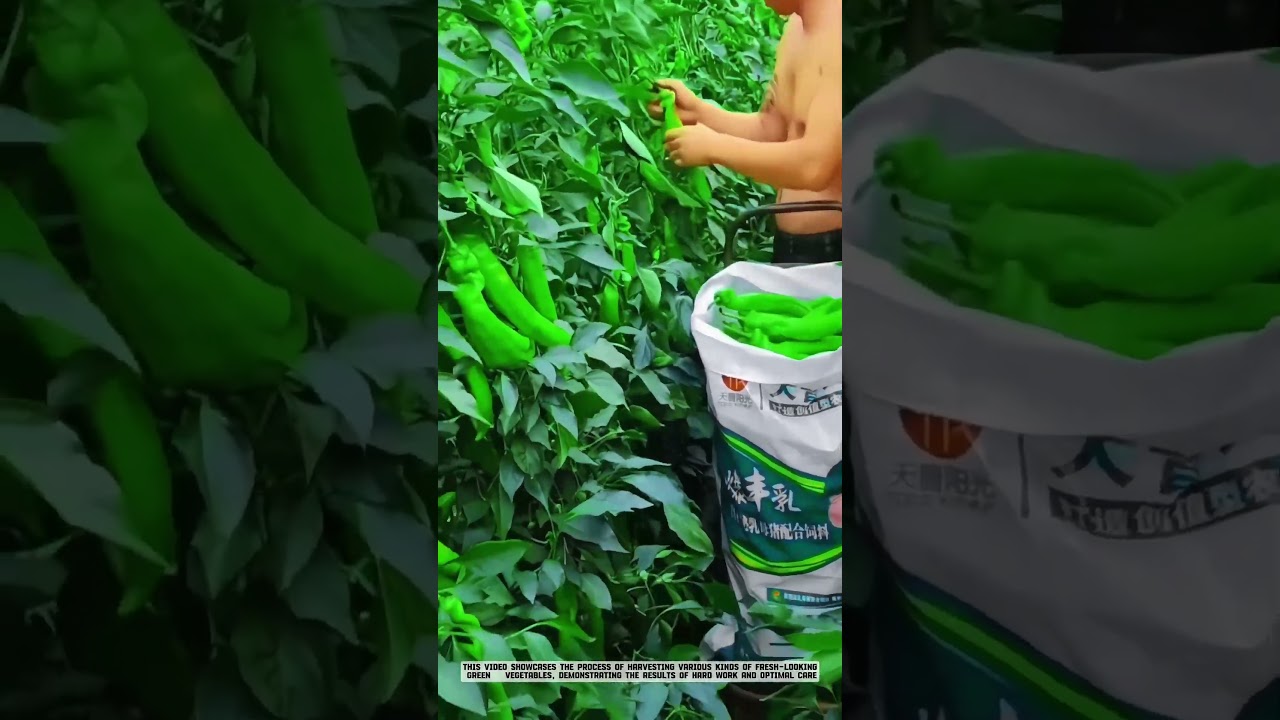 Innovative Chili Cultivation: Tips for Bountiful Harvests