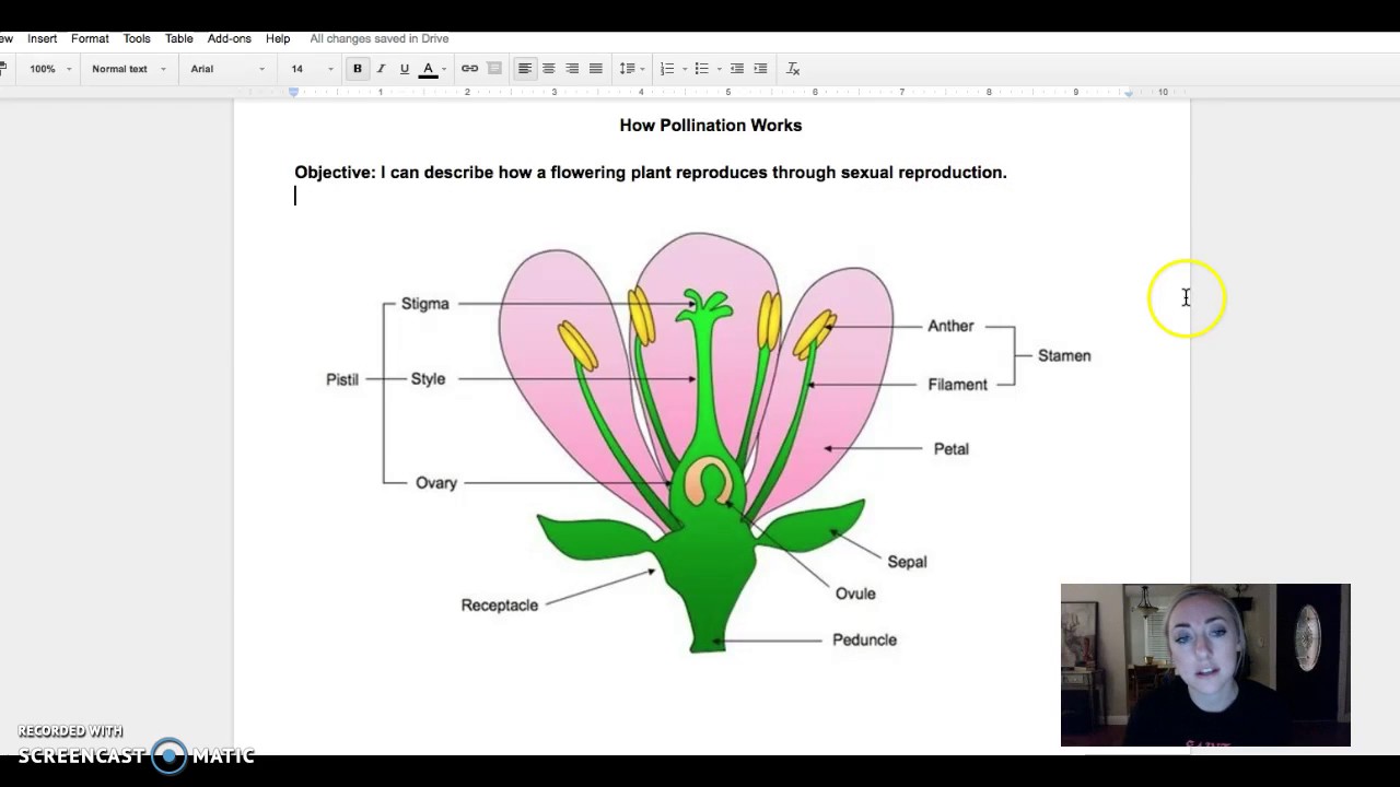How Pollination Works