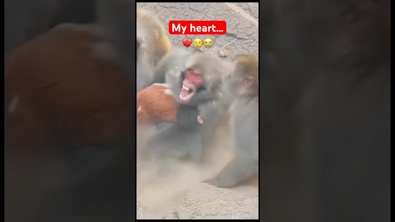 Душераздирающий момент с участием детеныша обезьяны Пунч #punch #babymonkey #heartbreaking