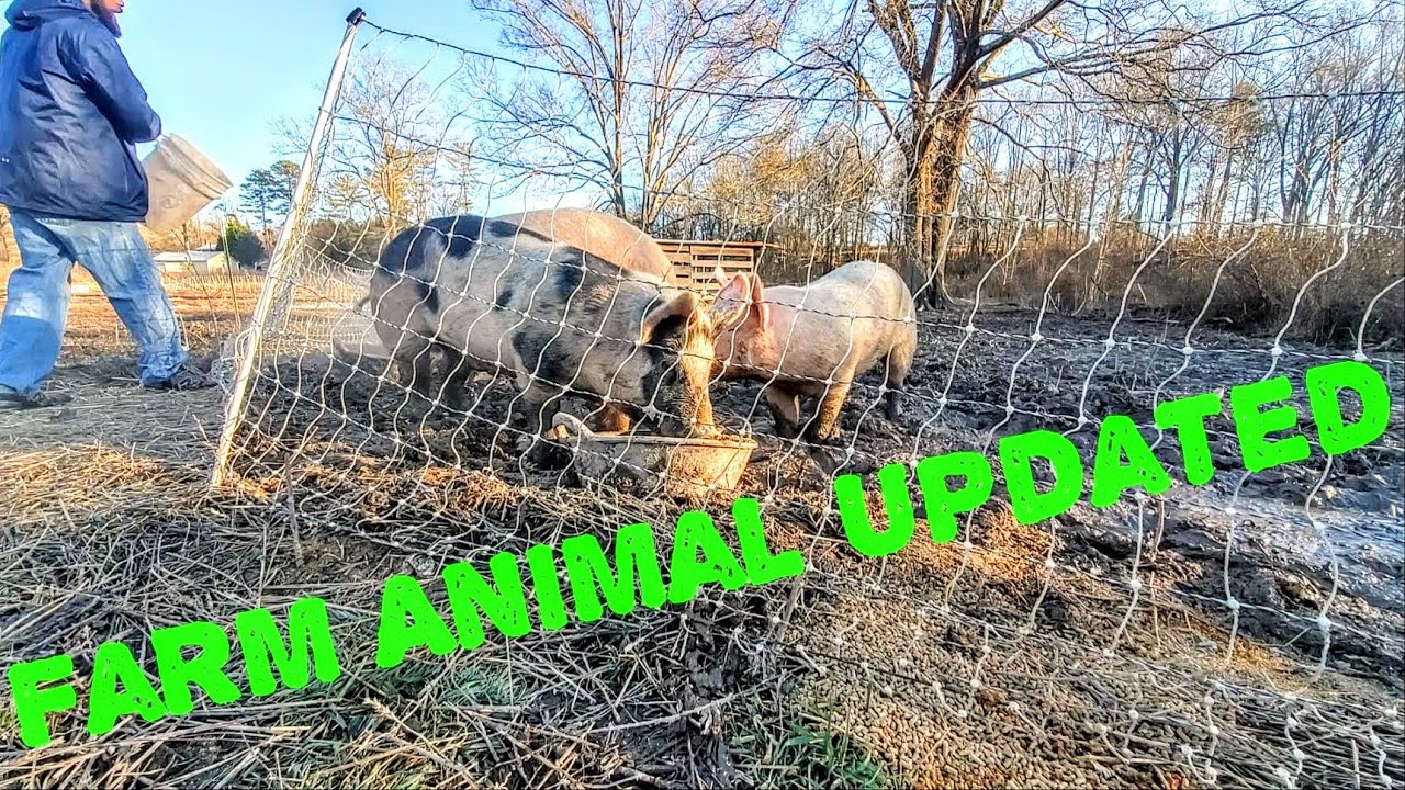 How Are The Ducks & Pigs Doing? (Animal Updated)