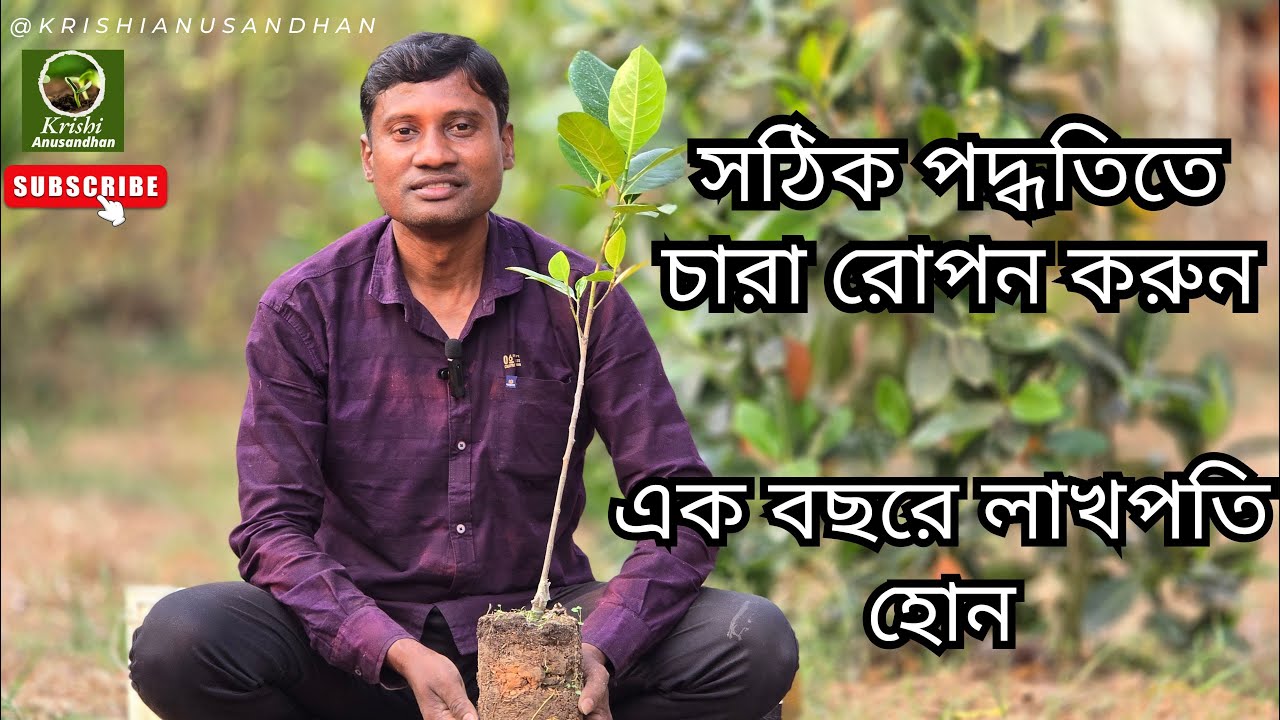 সঠিক পদ্ধতিতে চারা রোপন করুন এক বছরে লাখপতি হোন//#krishianusandhan#jackfruit#vietnamalltime#pink