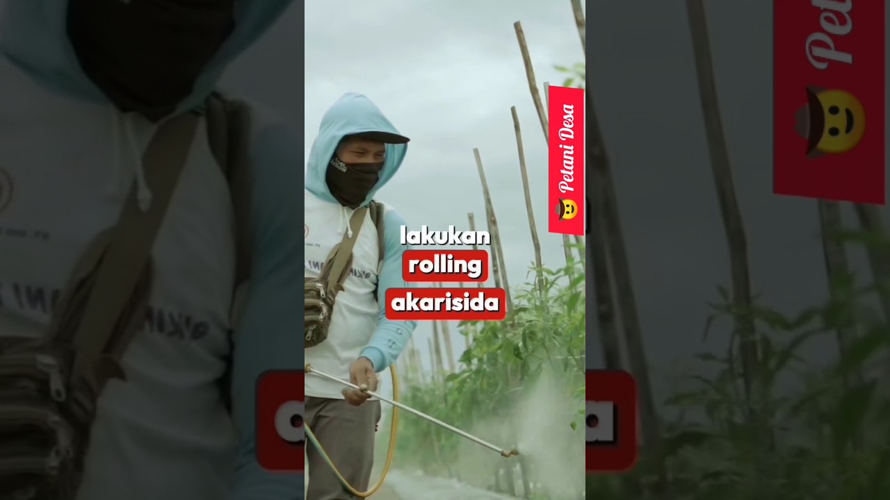 3 Contoh Rollingan insektisida akarisida untuk tungau di Cabe#petanicabe#pertanian#farming