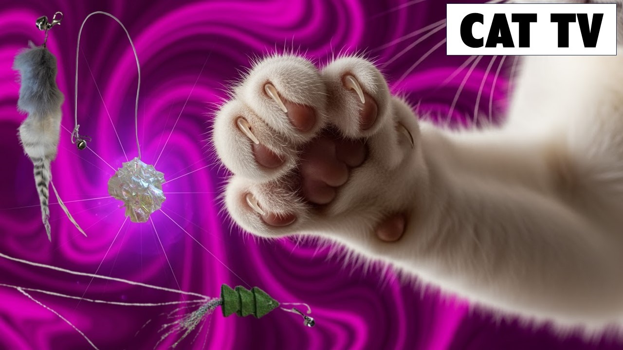 고양이가 좋아하는 영상 3분마다 바뀌는 영상 고양이 장난감 64탄 cat games youtube TV또는 스마트폰으로 틀어주세요.