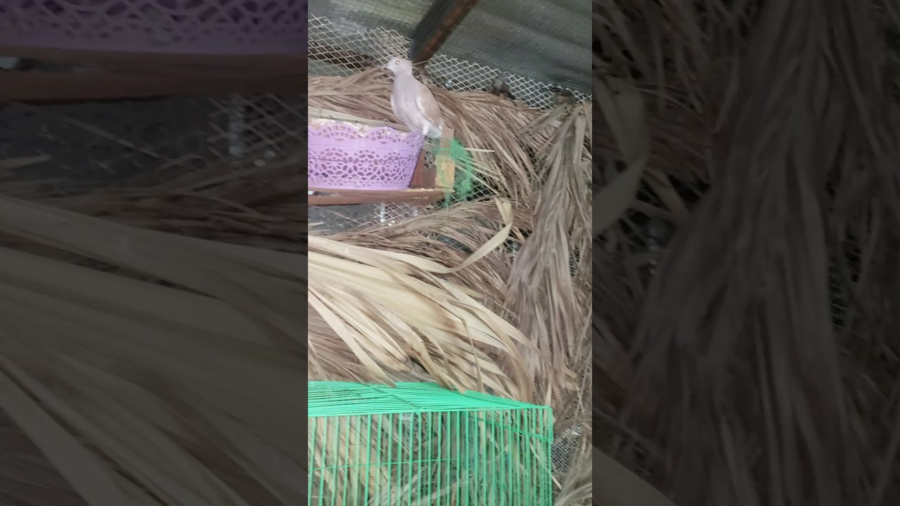 محمية قماري ال ياكريم