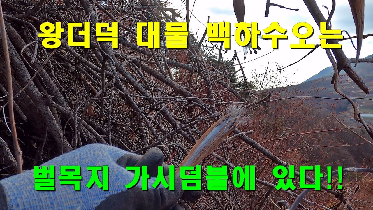 벌목지 가시덤불의 왕더덕 백하수오 #약초산행