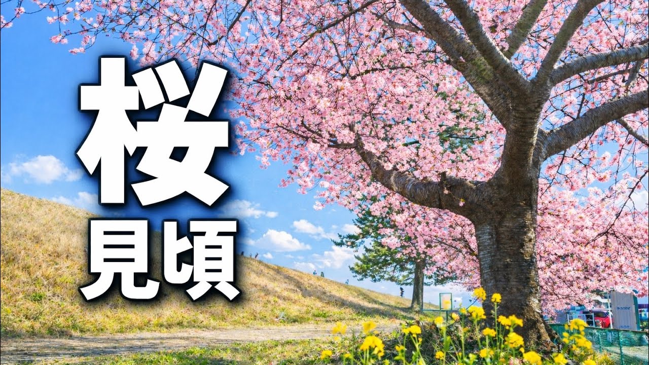 春、歩きたくなる場所｜安倍川の美和桜Vlog🌸