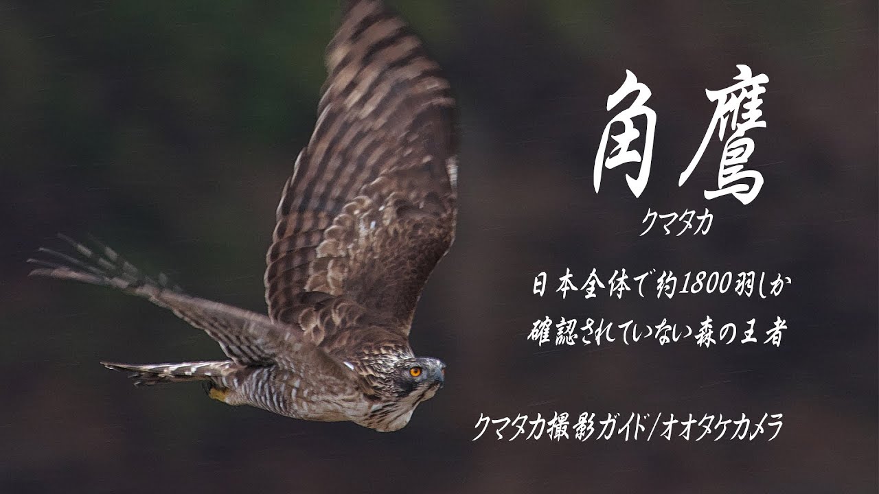 クマタカ飛翔シーン｜オオタカカメラ　クマタカ撮影ガイド