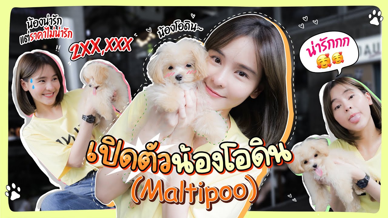 เปิดตัวน้องโอดิน(maltipoo) เลี้ยงน้อง 1 วันจะรอดมั้ย?? | Aom Sushar [ENG CC]
