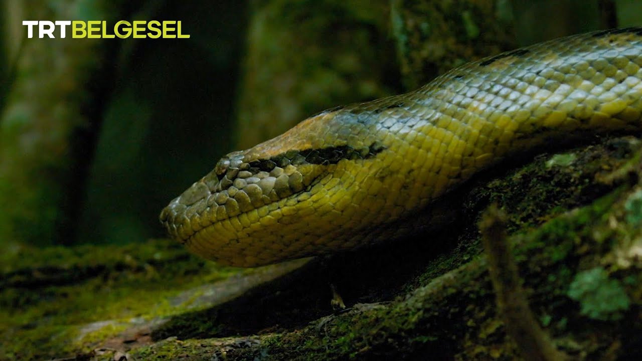 D&uuml;nyanın en b&uuml;y&uuml;k ve ağır yılanı 🐍