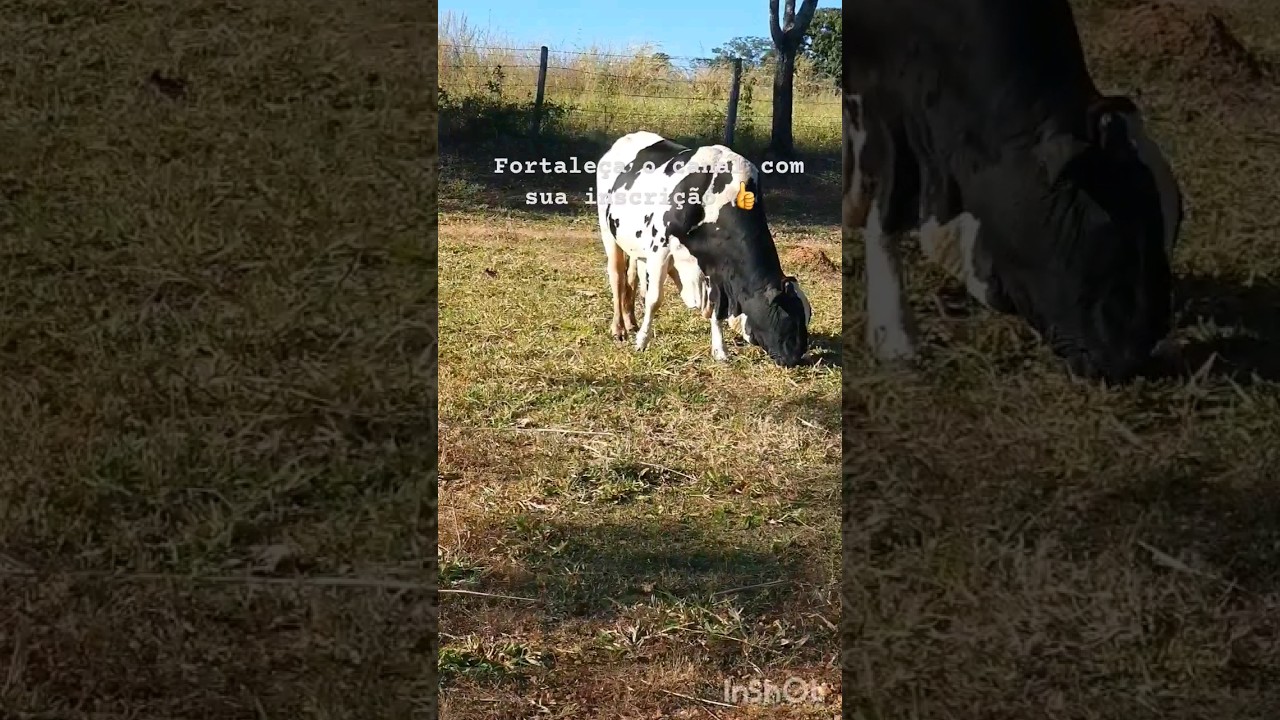 Mix #natureza #animais #liberdade #paz #mtb #zonarural