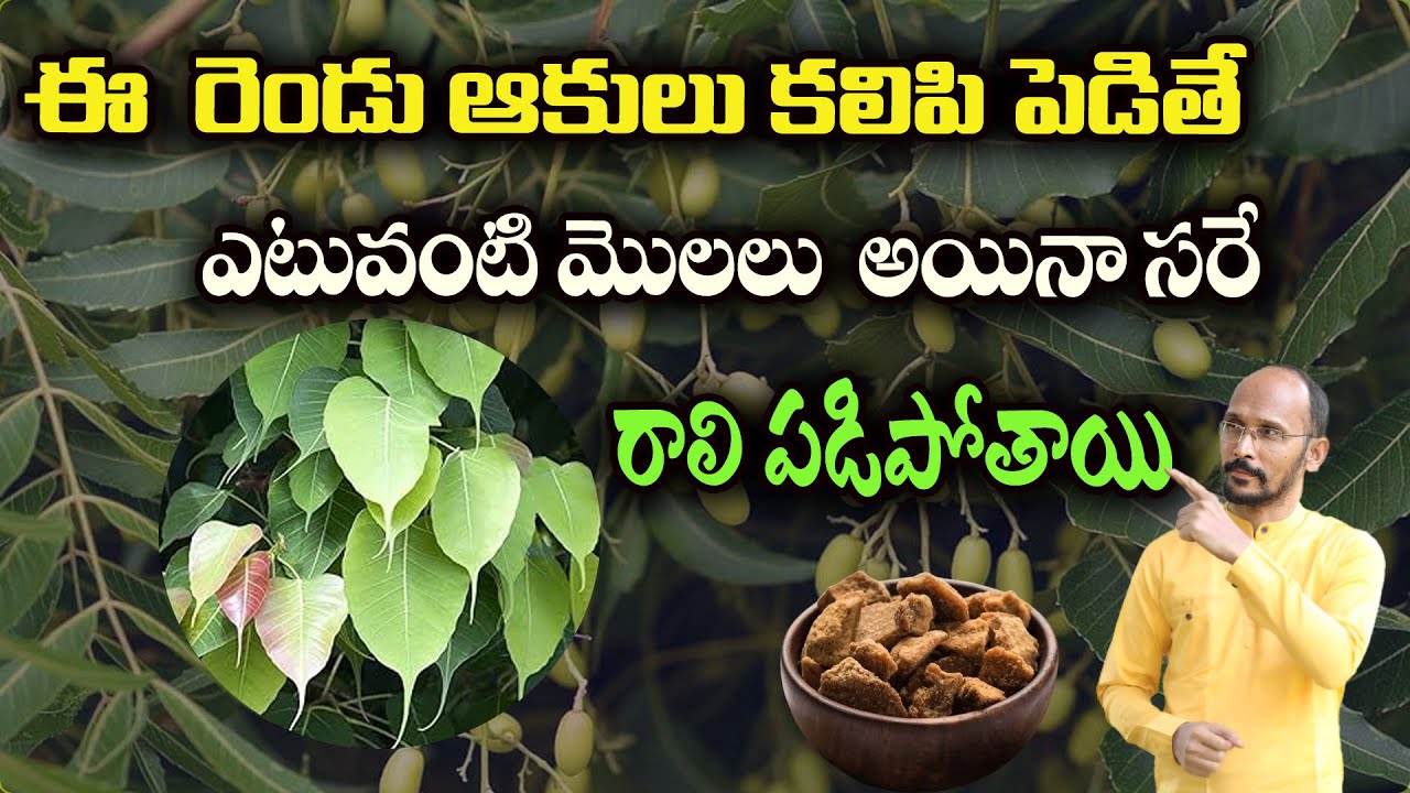 ఈ  రెండు ఆకులు కలిపి పెడితే ఎటువంటి అయినా మొలలు రాలి పడిపోతాయి | Piles| Dr.Madhu Babu Health Trends