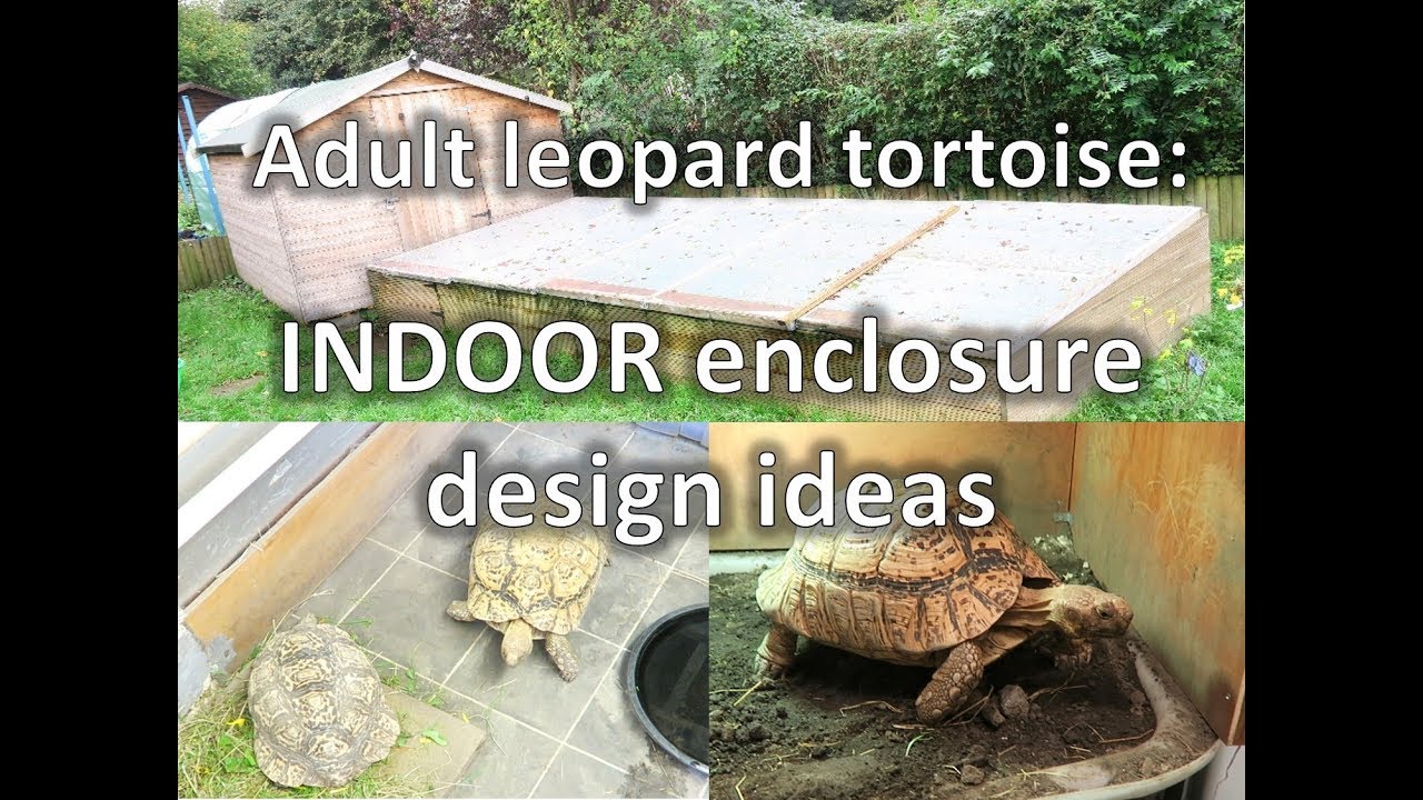 Adult Leopard Tortoises: INDOOR enclosure design ideas | happytortoises