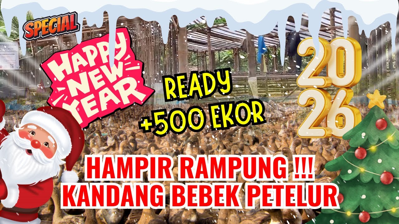 HAMPIR RAMPUNG KANDANG BEBEK PETELUR. READY +500 EKOR LAGI. SPESIAL AKHIR TAHUN. HAPPY NEW YEAR!!