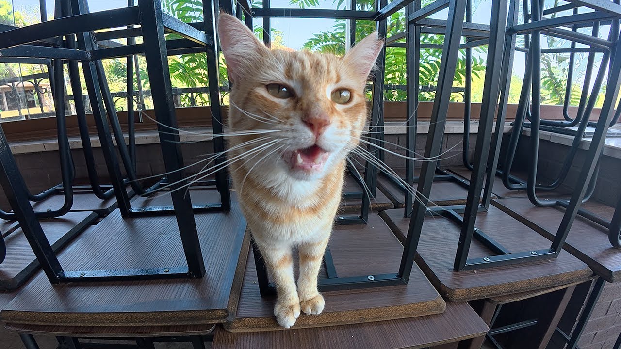 Portakal the talkative cat has the cutest meows!