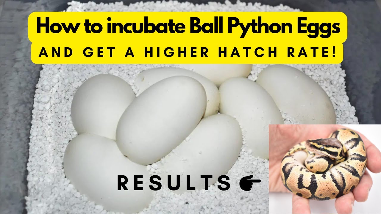 How to Incubate Ball Python Eggs (without killing them!)