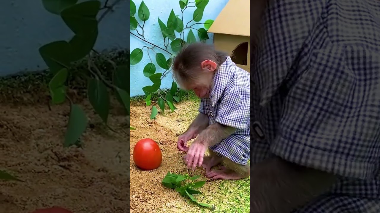 Baby monkeys work on the farm  #babymonkey #trending #cute #monkey #animals #adorable #top
