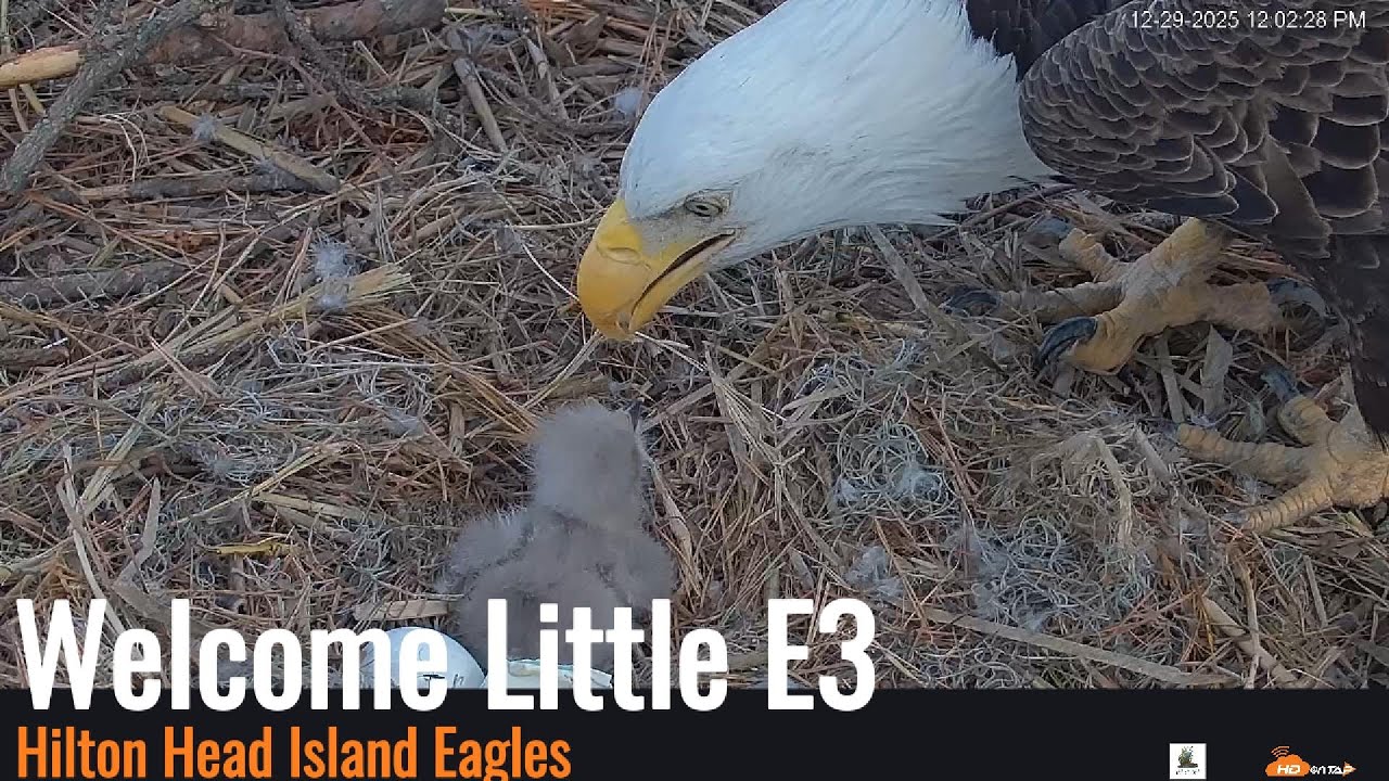 Hilton Head Island Eagles - First Egg Hatched 12/29/25