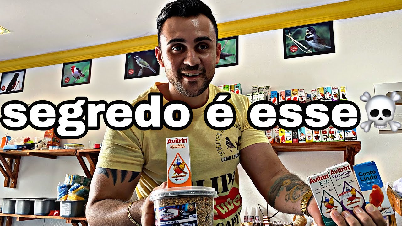 4 VITAMINAS QUE VAI DEIXAR SEU PAPA CAPIM FOGOSO - BEM RAPIDO