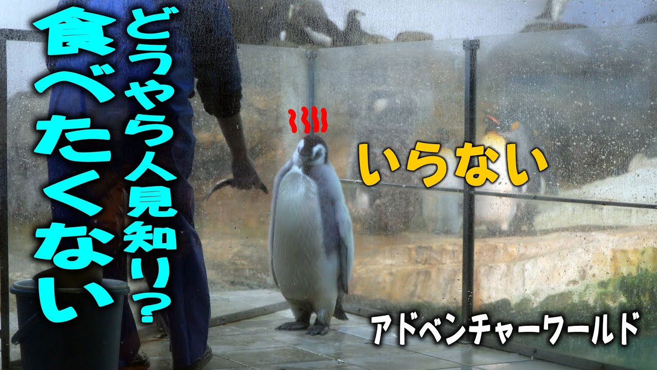 【ニシン２匹だけ？】換羽に疲れたかエンペラーペンギンの赤ちゃんは一度も鳴かず,ママもあと少しで白くなる