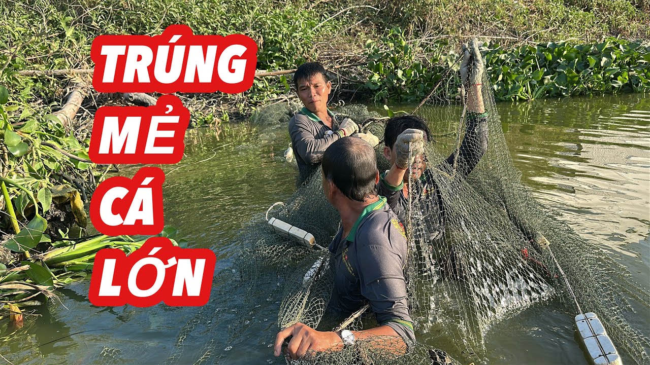 Ra Sông Lớn • Chơi Lớn • TRÚNG MẺ CÁ LỚN | Bông Lúa Đồng Tháp