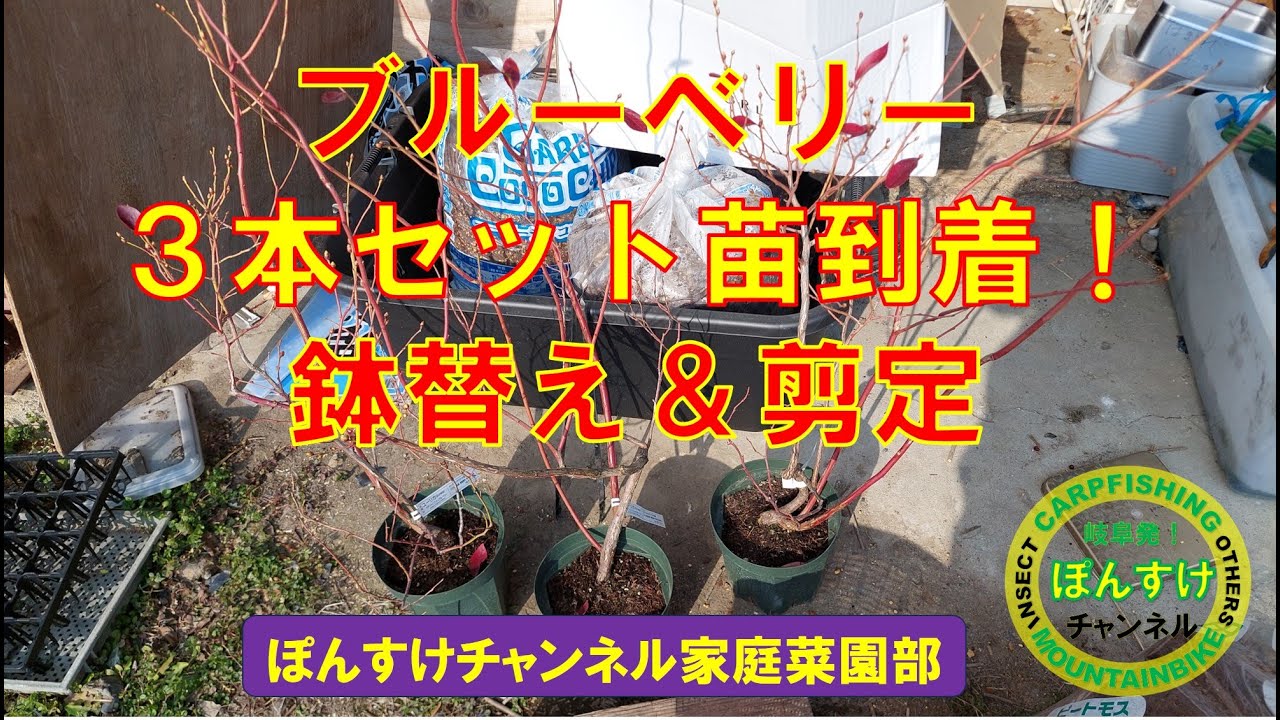 ブルーベリー噂の３本セット苗？届きました！