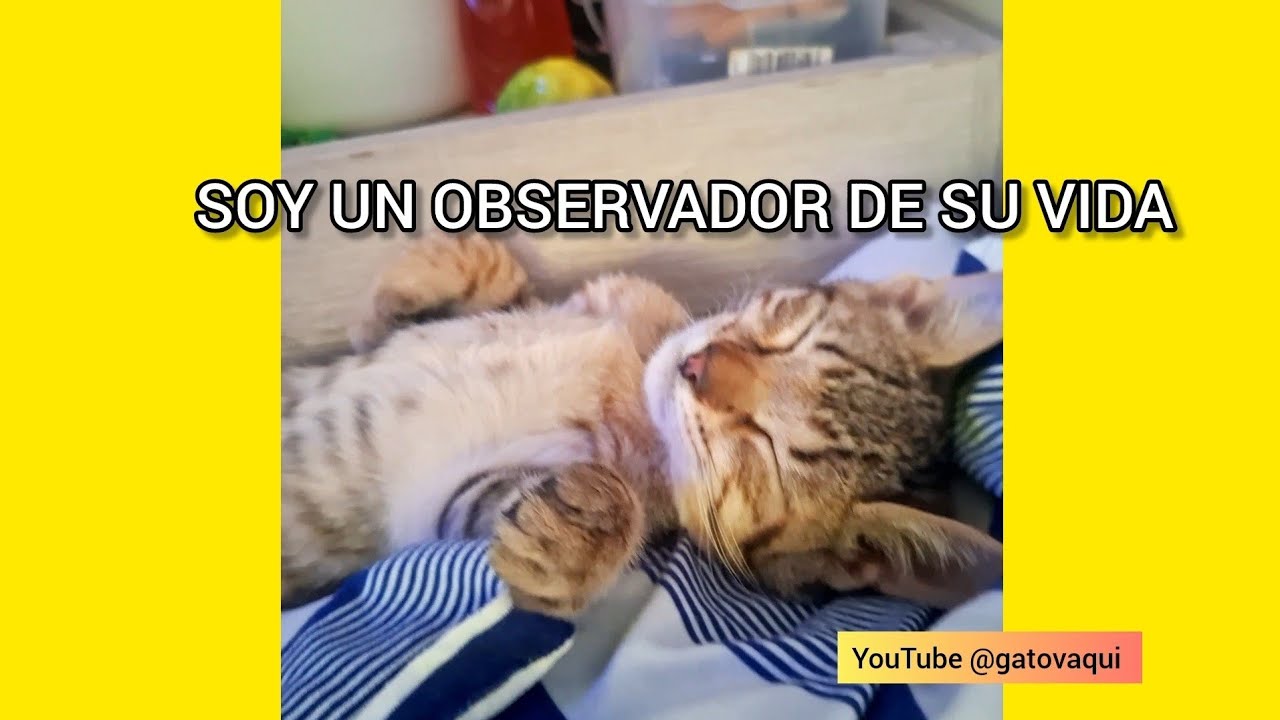 SOY UN OBSERVADOR DE LA VIDA DE TAQUI