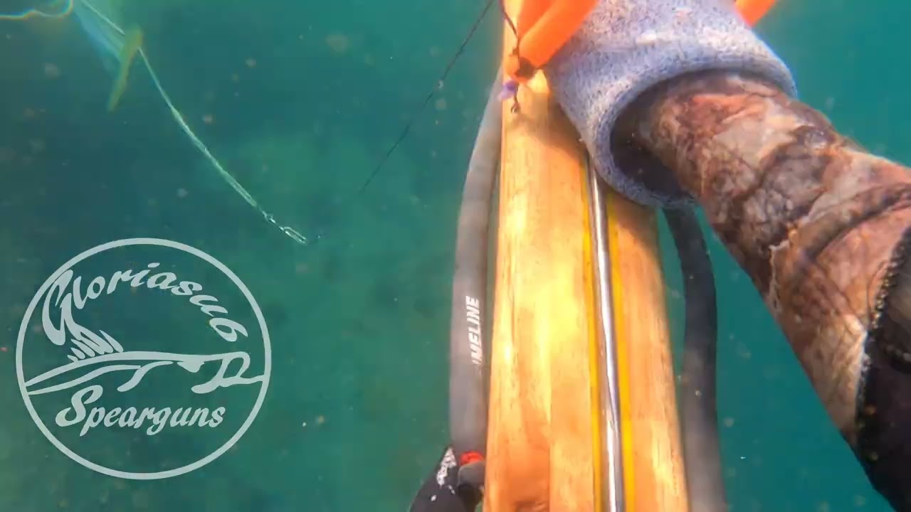 Pescando Robalos Gigantes con arpon casero #robalos