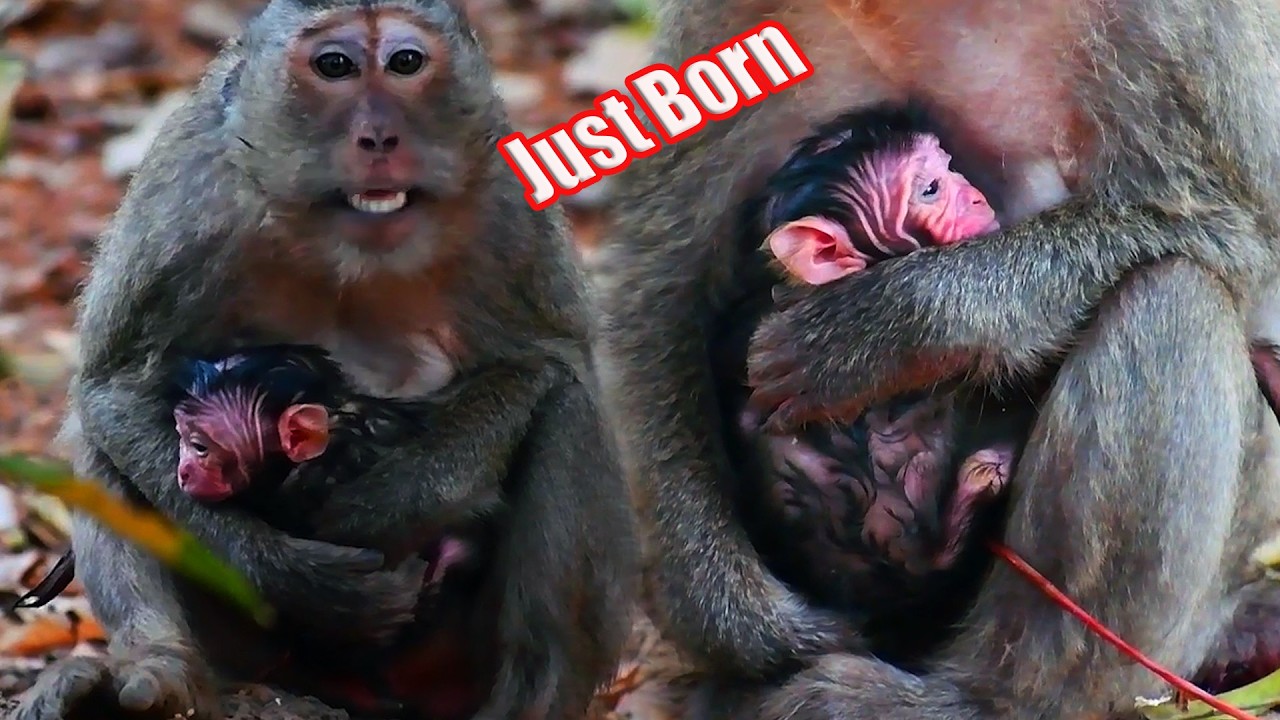 Congrats!!! Old Mother Monkey Looks The Best Care Of Newborn Baby