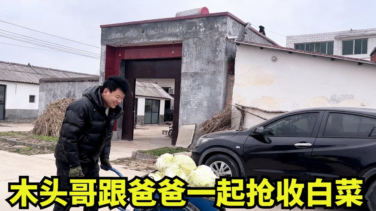 木头哥跟爸爸一起抢收白菜，又一次被阿萍夸了好开心 ，还安排了200个鸡蛋准备带到开平去