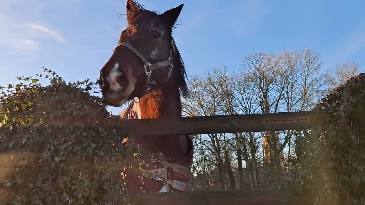 Horse Dylan Enthusiastic For A Carrot.
