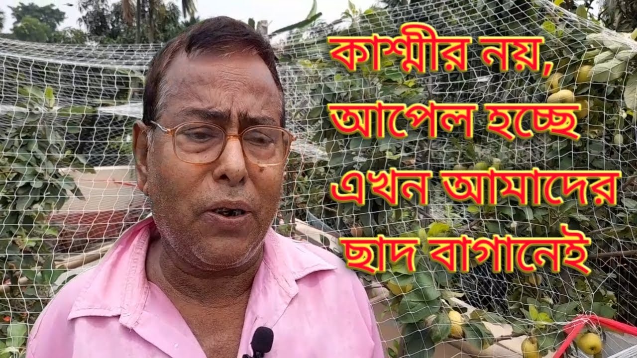 আপেল এ ফুল হচ্ছে কিন্ত ফল হচ্ছে না? ছাদকৃষি তে আপেল ফলানোর টপ সিক্রেট উপায়|| ৬০ বছরের অভিজ্ঞতা