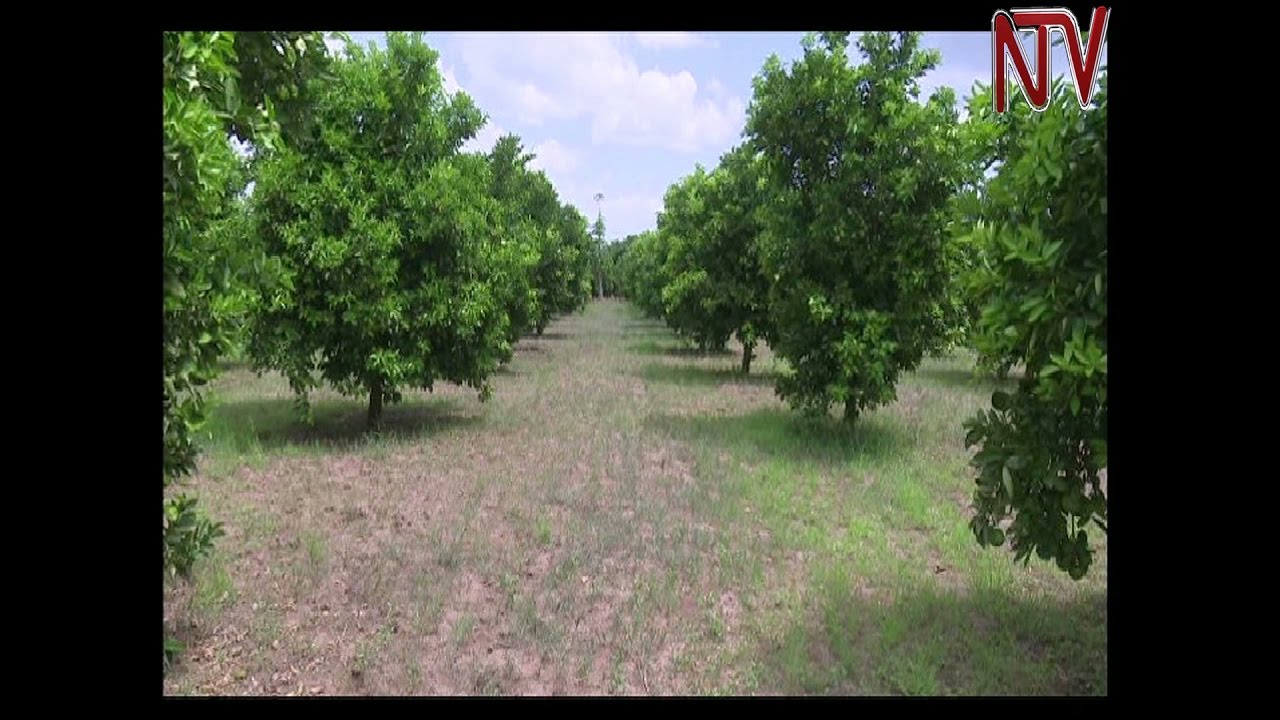 On The Farm: Challenges of orange farming in Teso