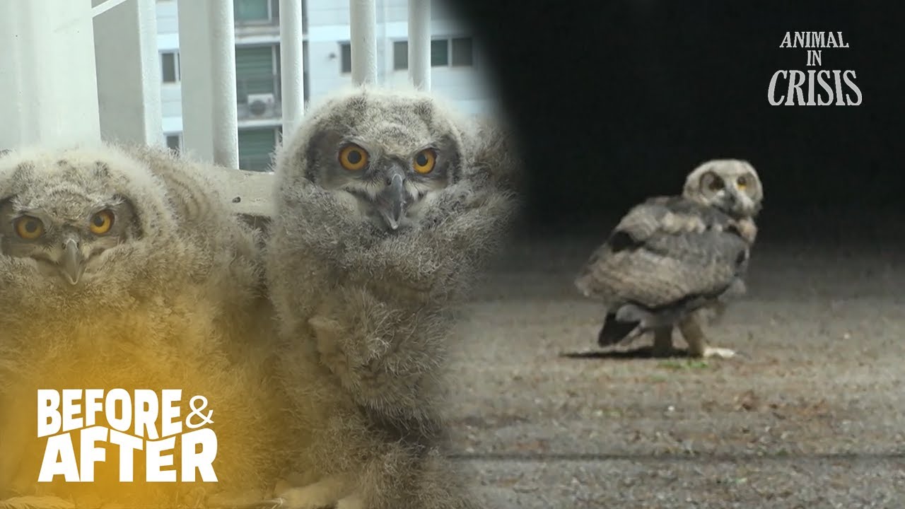 Good Bye Eagle Owlets That Grew Up In My Apartment Terrace! l Before & After Makeover Ep 158