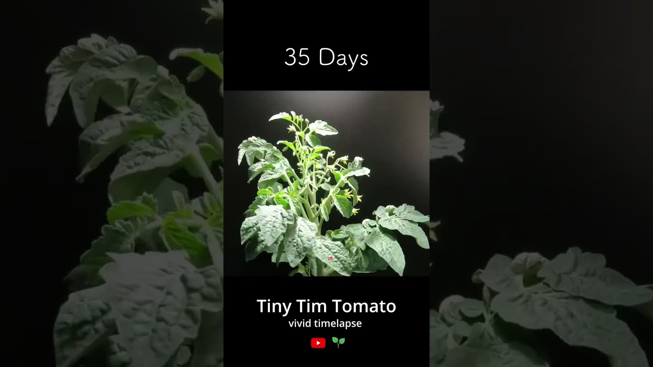 tomato seed germinat