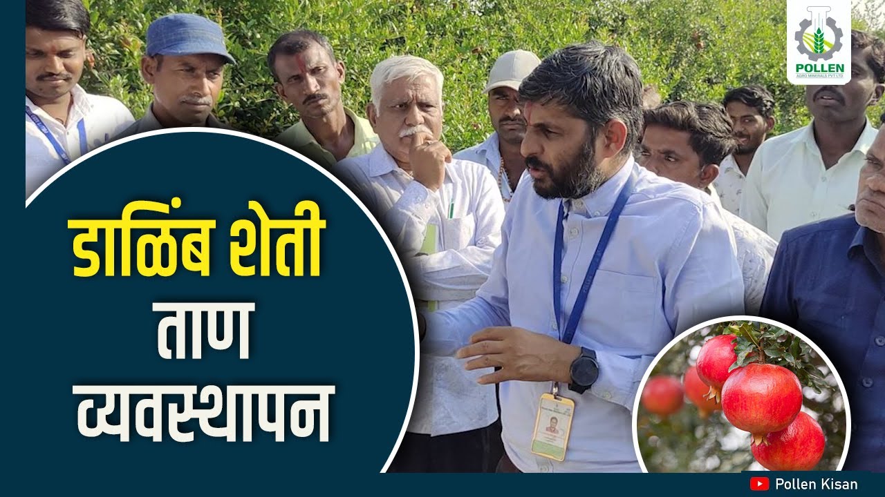 यशस्वी डाळिंब शेतीसाठी ताणव्यवस्थापन । Pollen Kisan