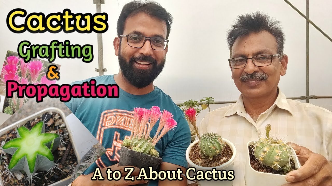 Cactus Grow, Propagate GRAFTING TECHNIQUES | Flowering Cactus Plants