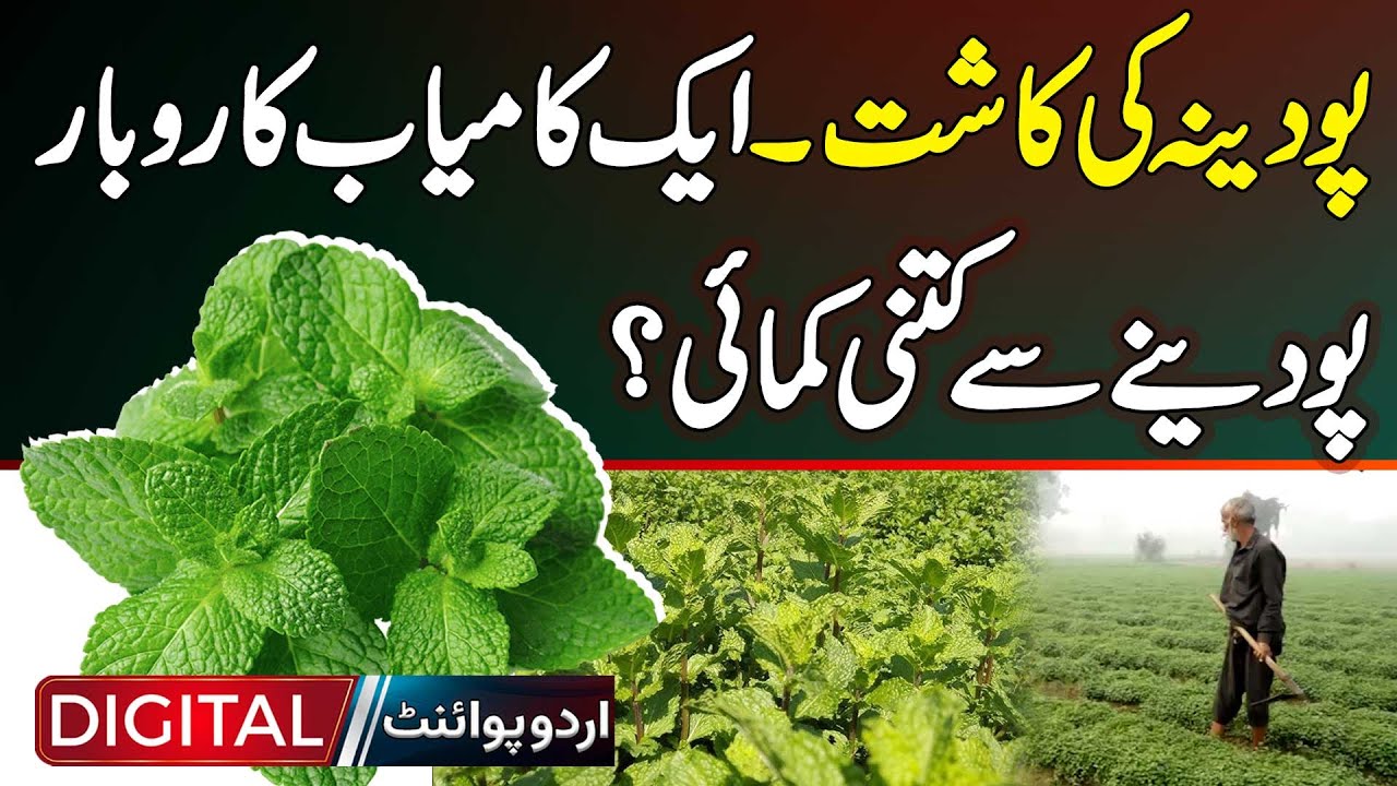 Cultivation Of Peppermint - A Successful Business - How Much Do You Earn From Mint?
