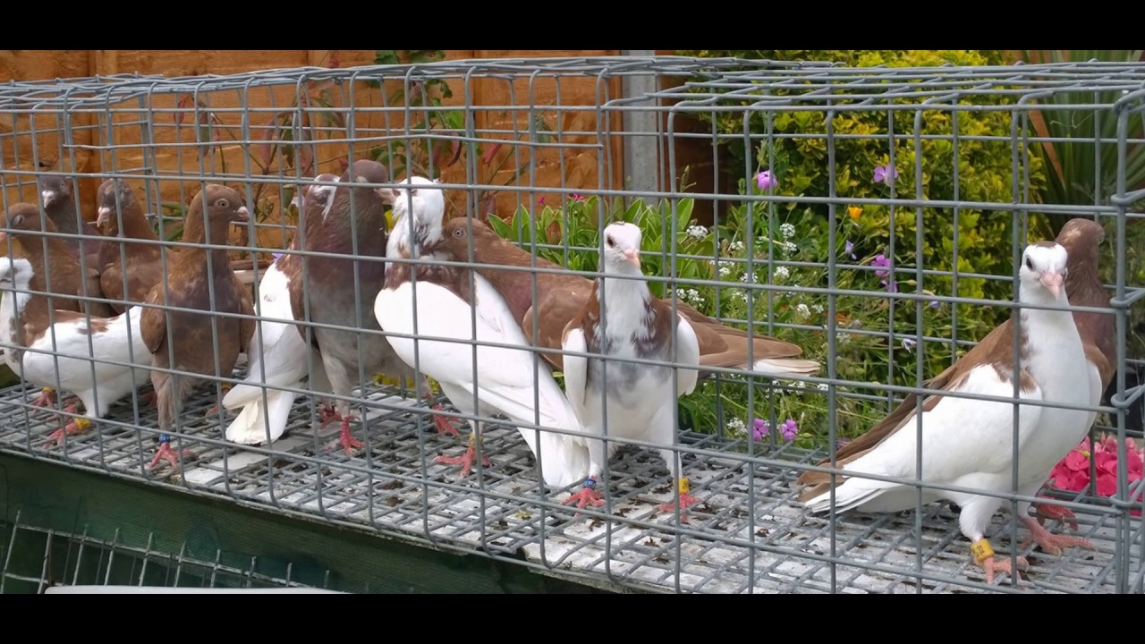 GAZ TIPPLERS.. MY COLIN BRISTOW BIRDS.