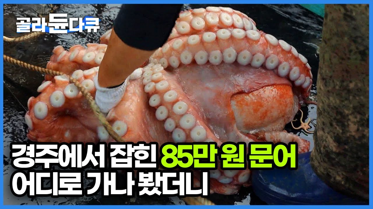 동해안에서만 자라는 50kg 대왕문어 잡히자마자 85만 원 낙찰! 어디론가 자꾸 끌려가는 문어 종착지는 어디일까｜한국기행｜#골라듄다큐